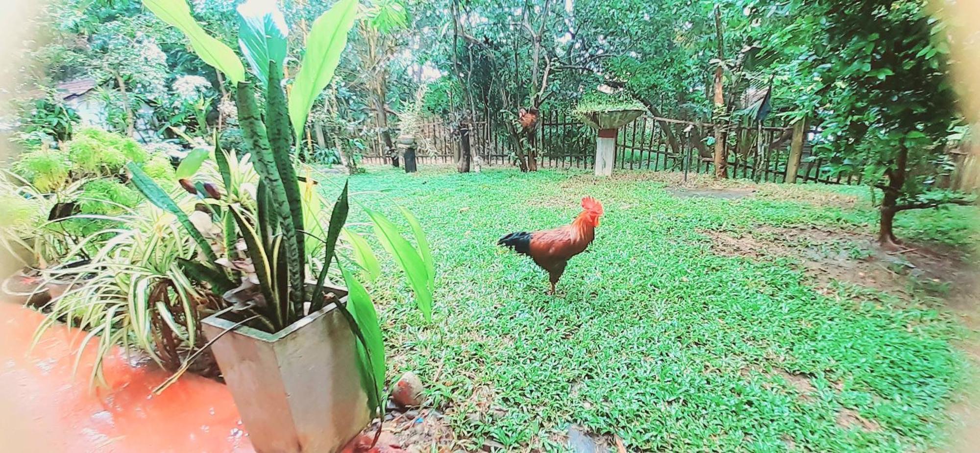 Bamboo Home Stay Hiriketiya Dikwella Extérieur photo